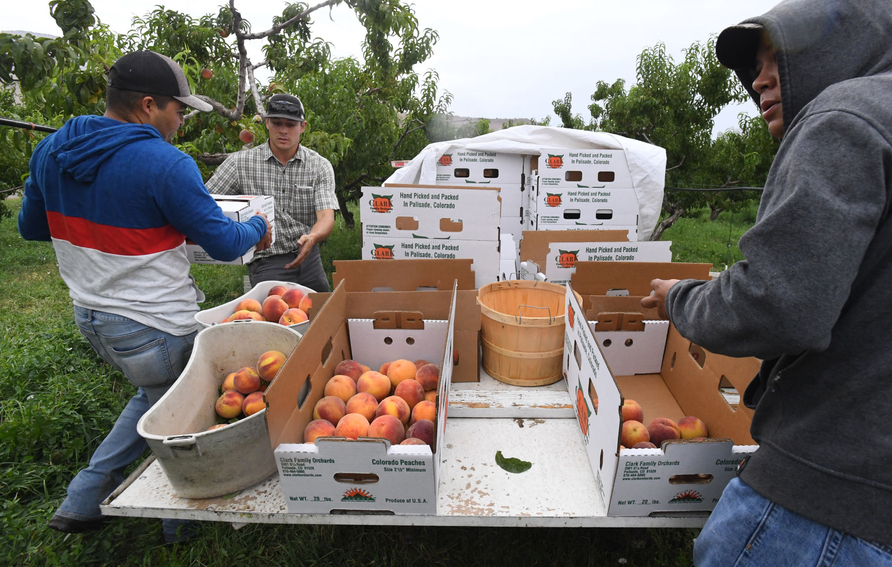 Palisade peaches